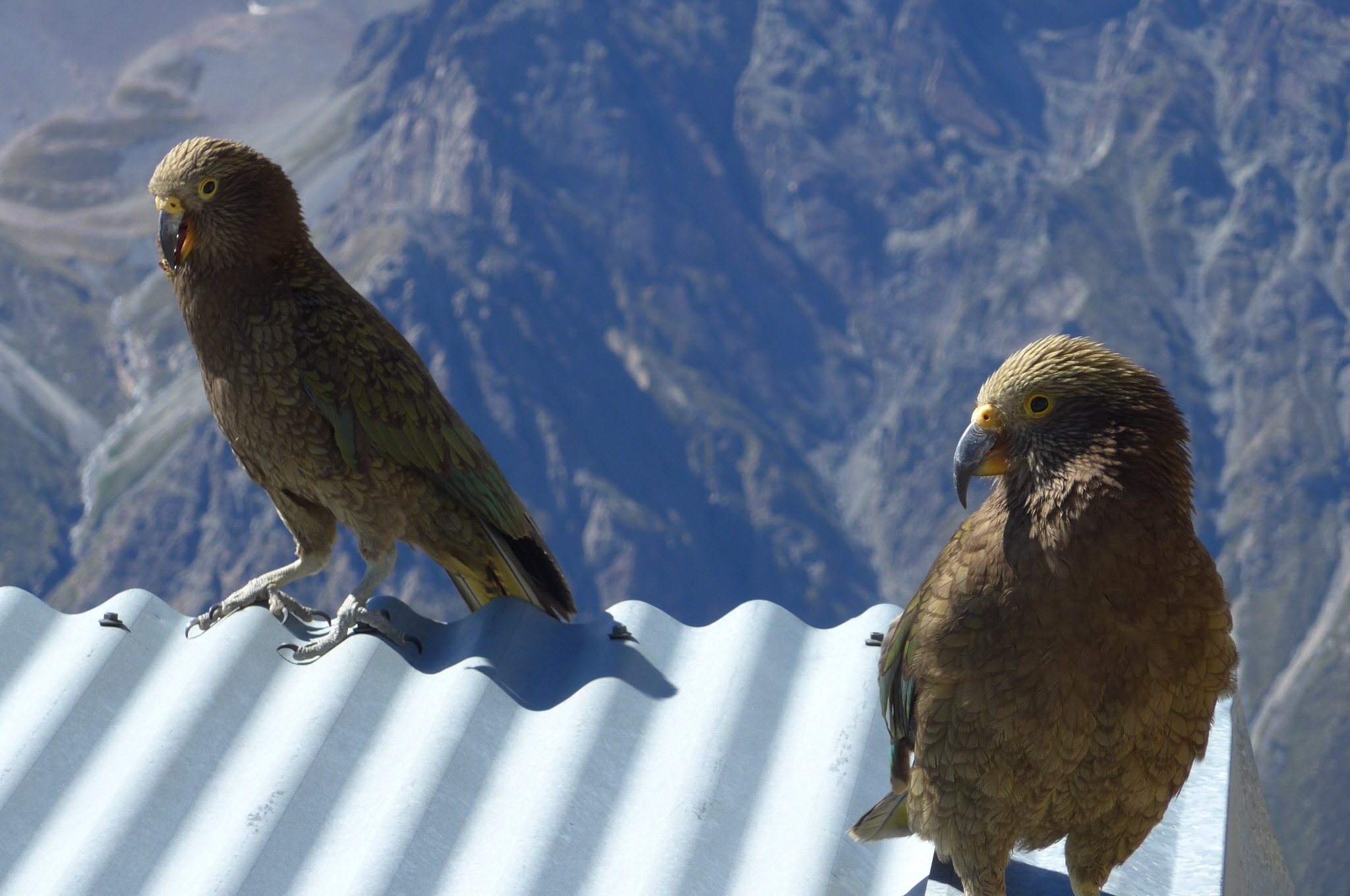 kea