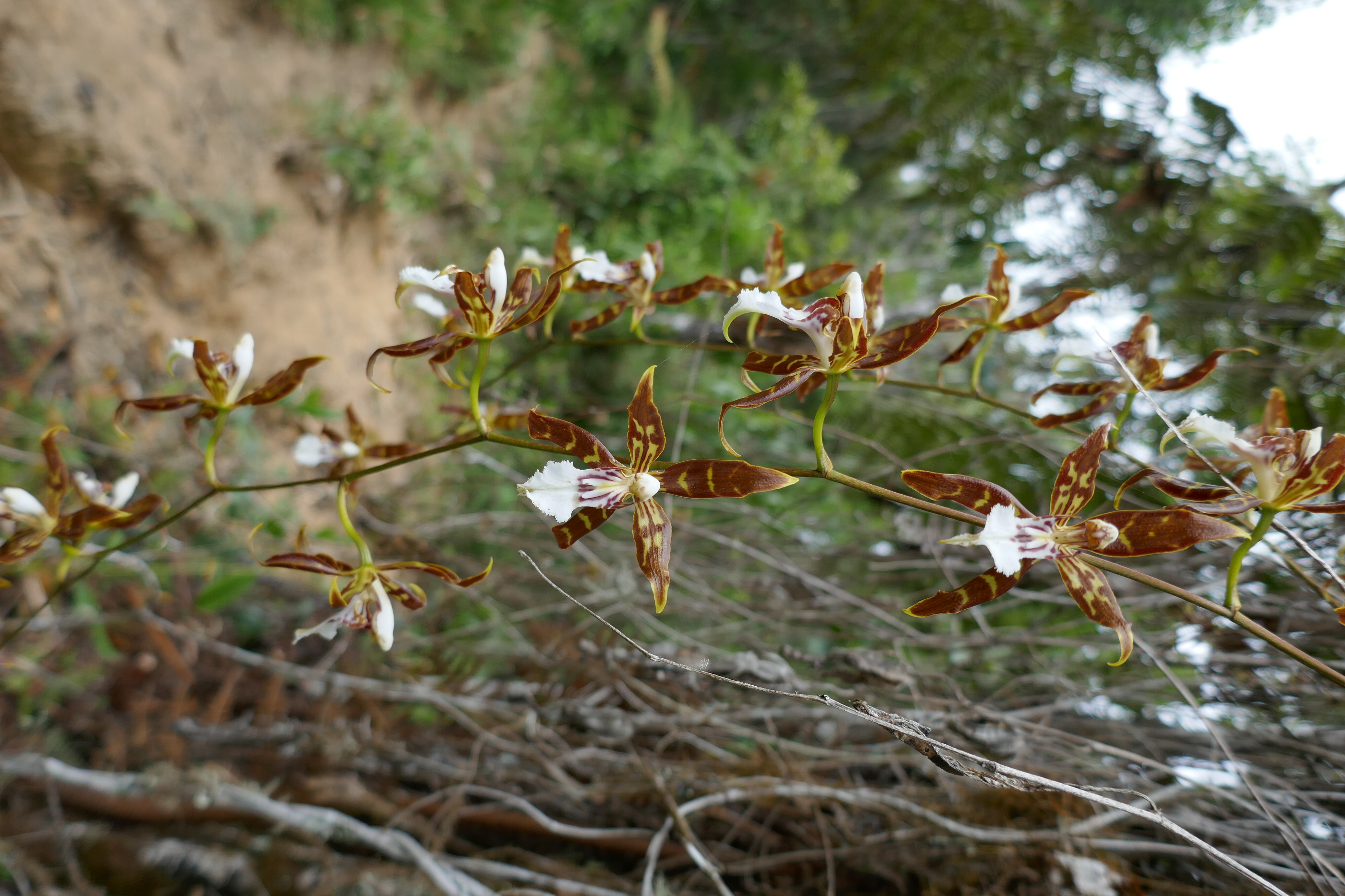 orchidej