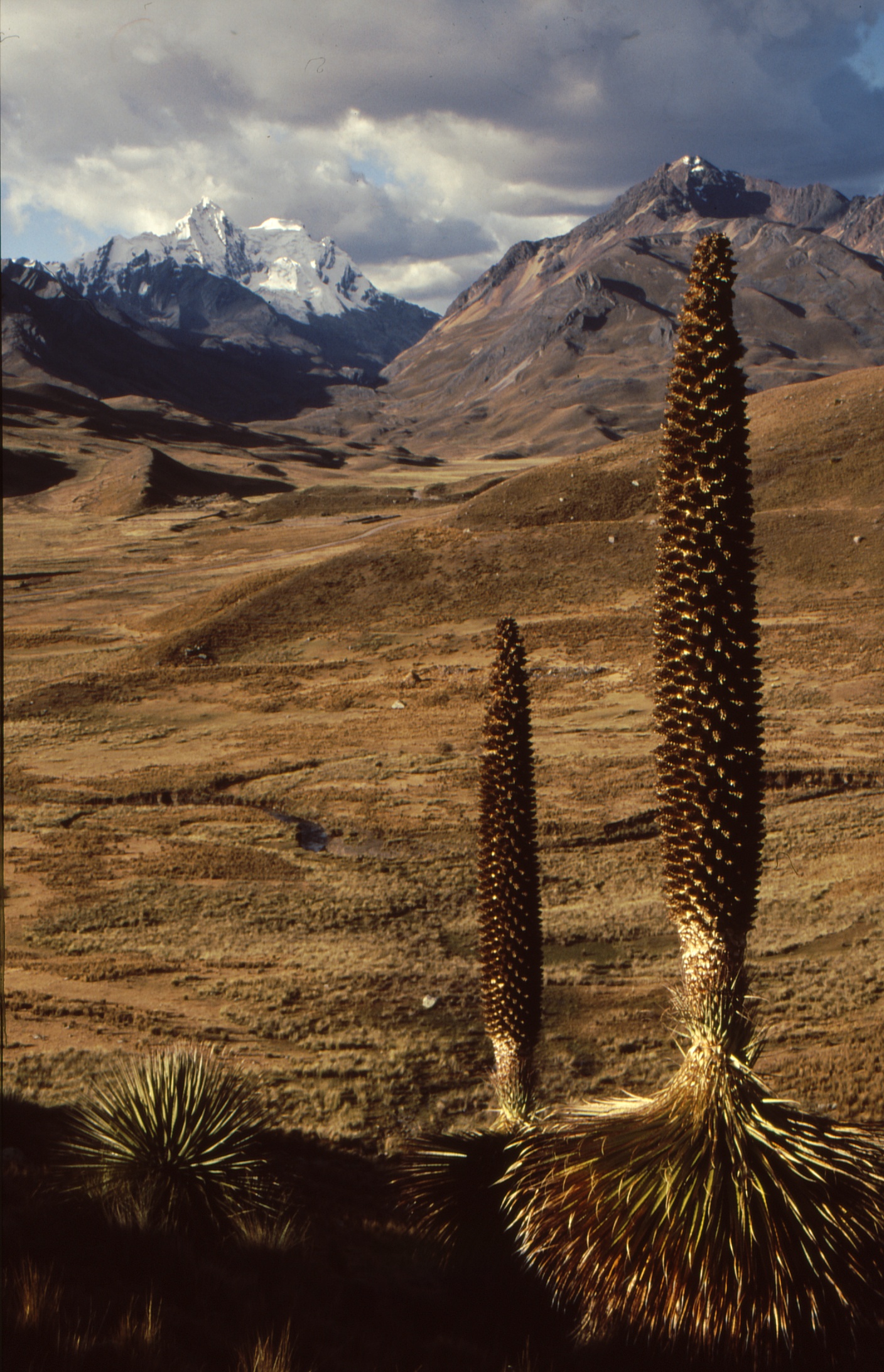 puya+Pongos