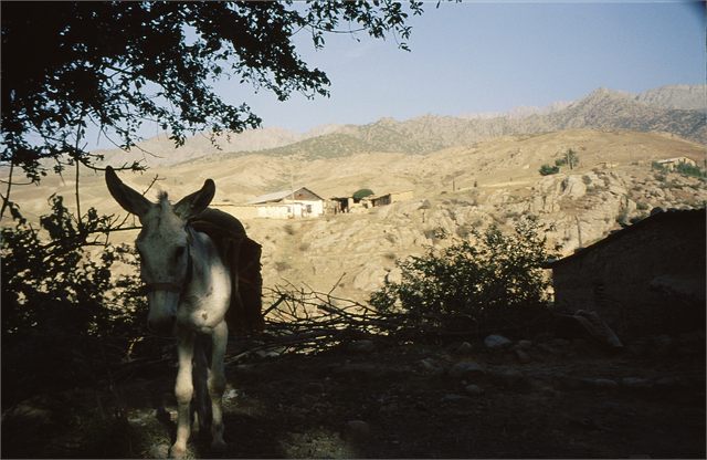 oslik