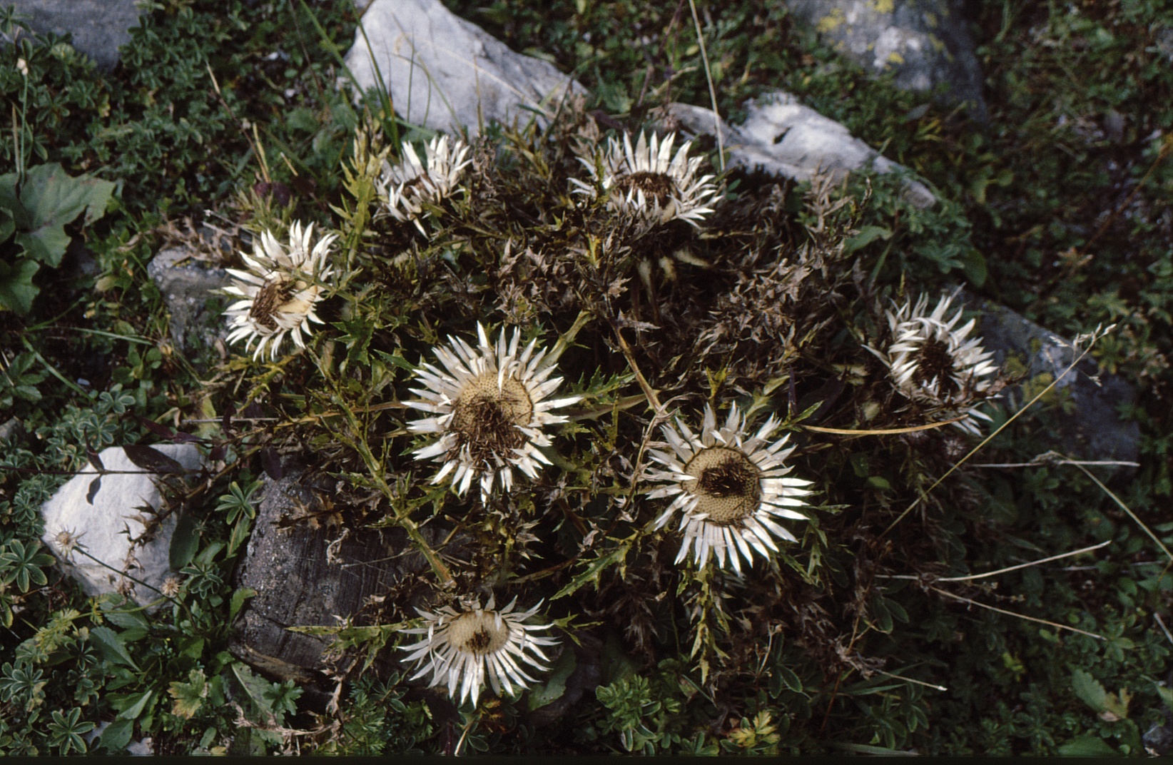 pupava