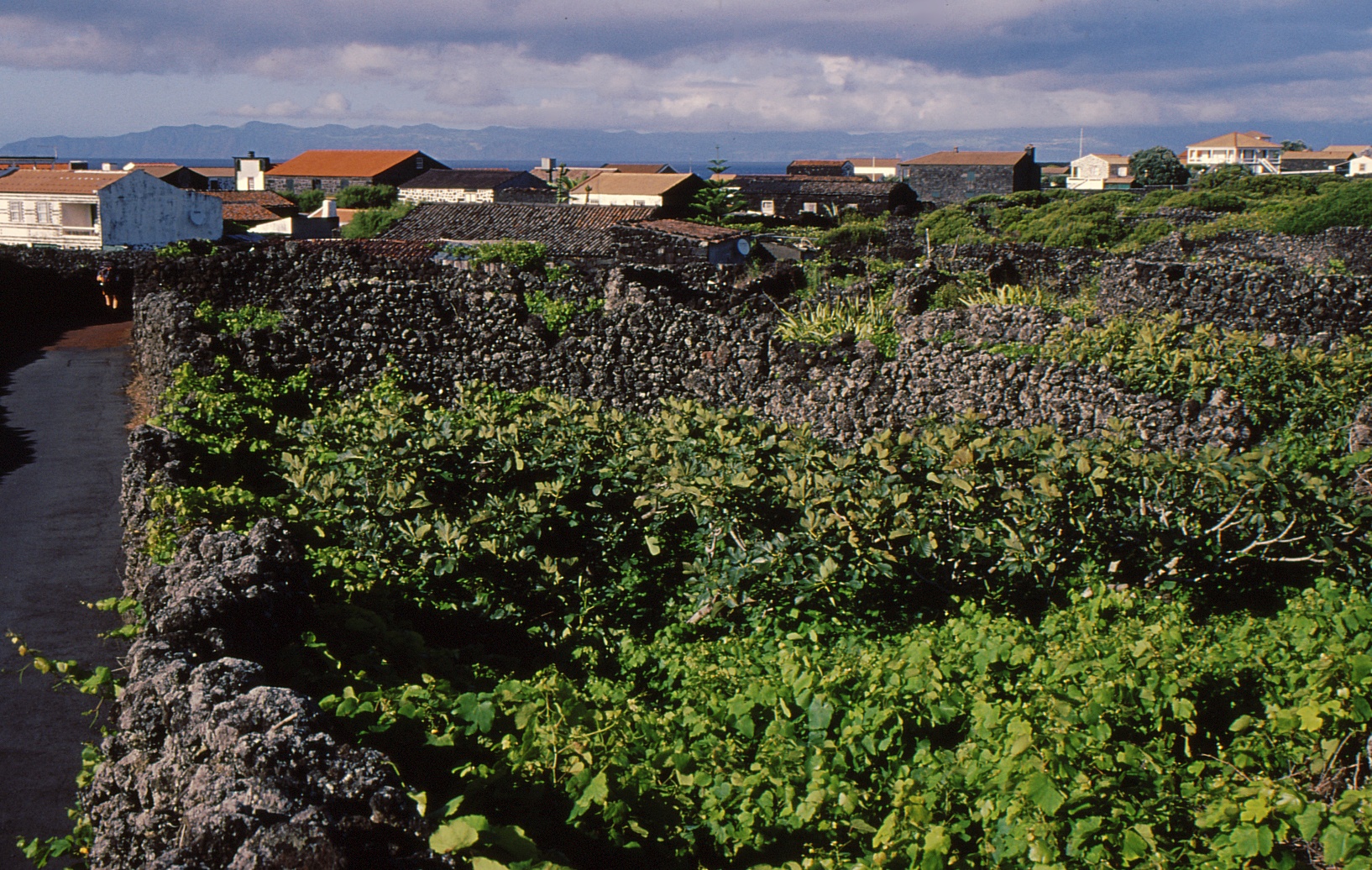 vinohrad
