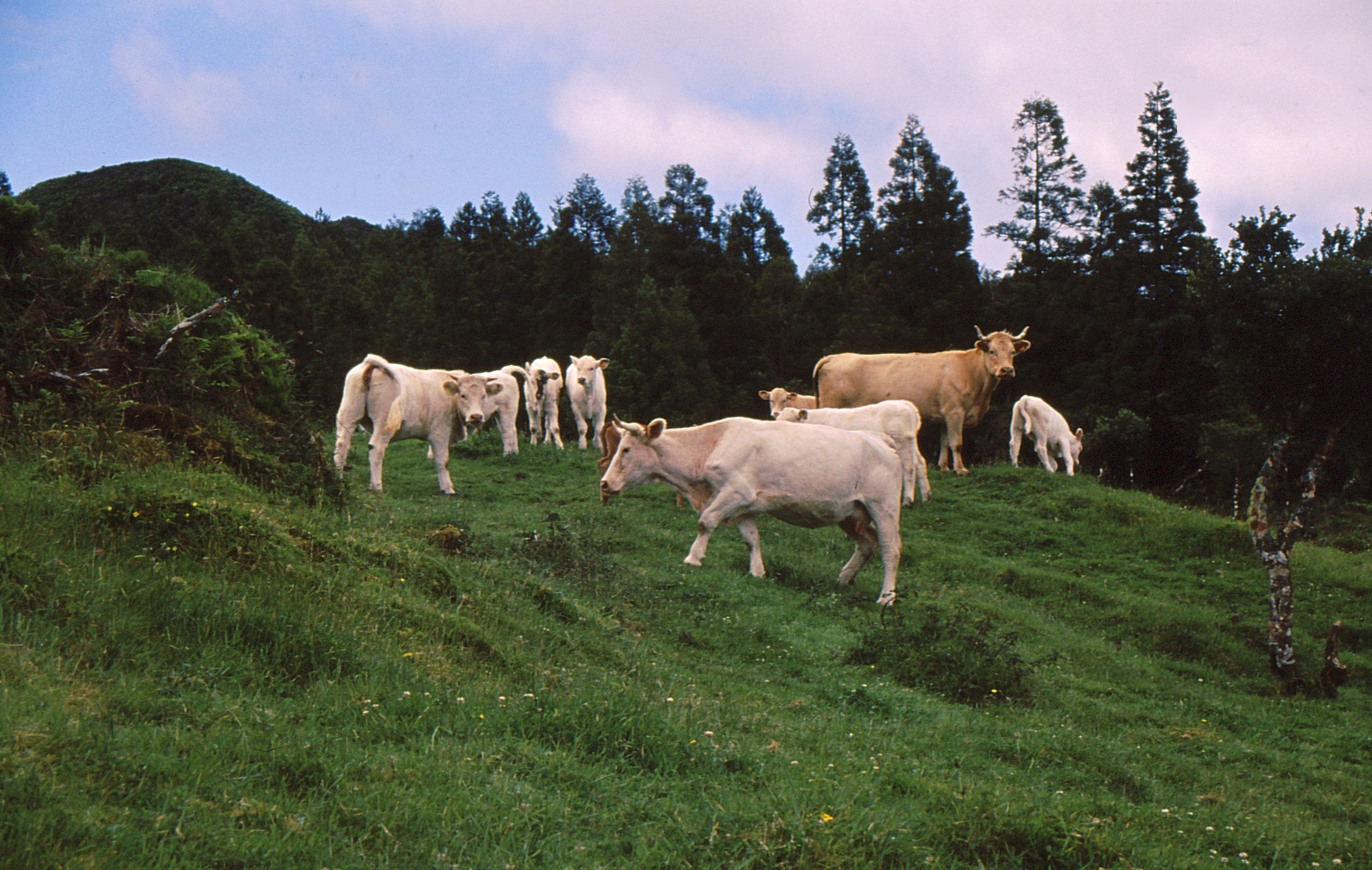 krávy