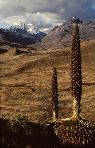 puya+Pongos